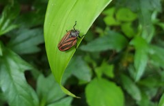 Mahanarva