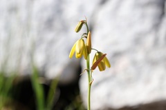 Albuca fragrans