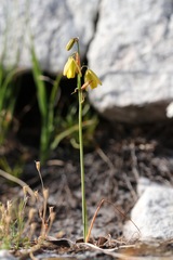 Albuca fragrans