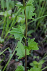 Arnoglossum diversifolium