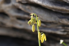 Albuca fragrans