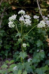 Arnoglossum diversifolium