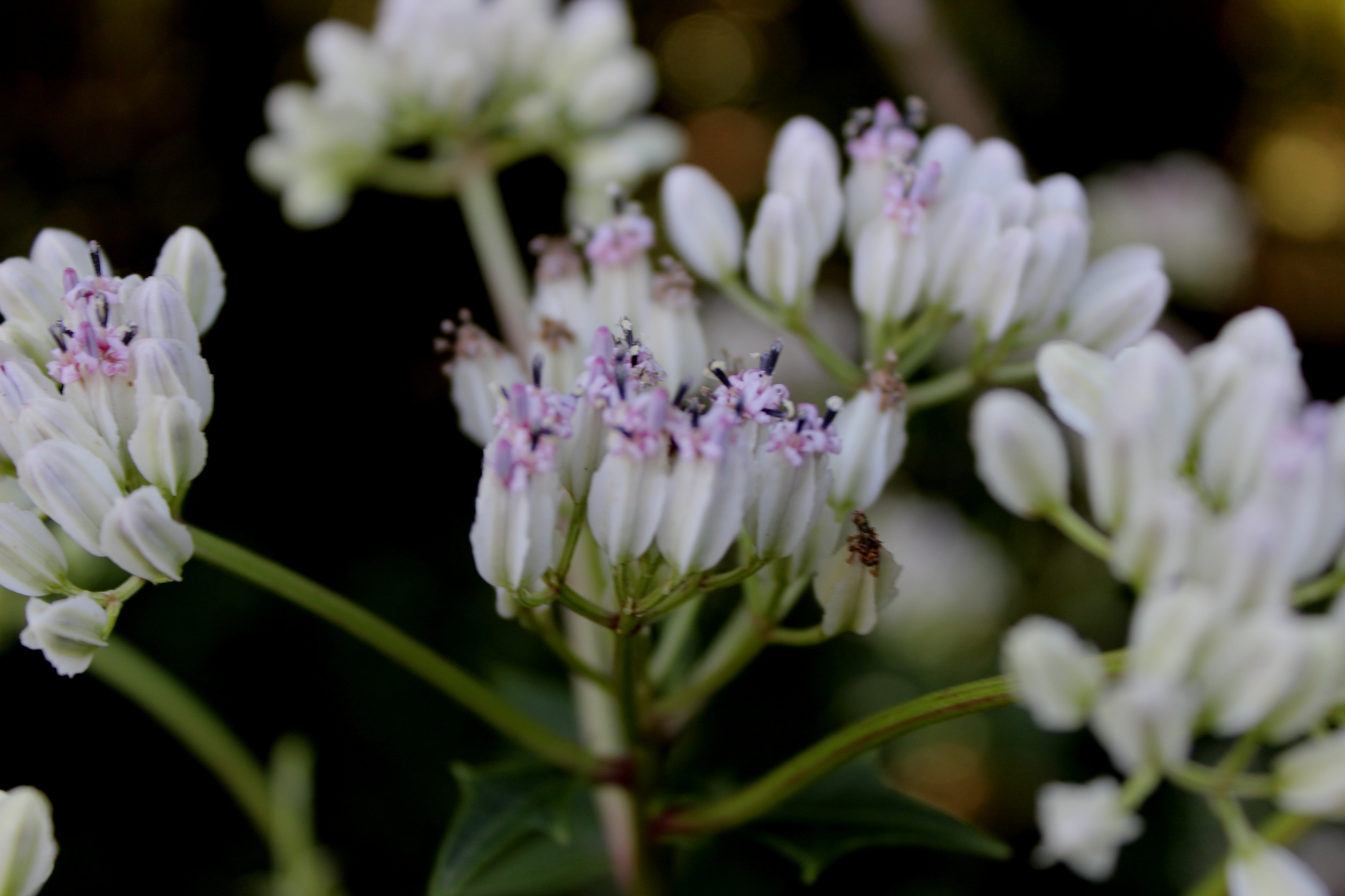 Arnoglossum diversifolium
