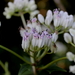 Arnoglossum diversifolium - Photo (c) Alvin Diamond, algunos derechos reservados (CC BY-NC), uploaded by Alvin Diamond