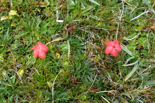 Gentianella rupicola, photograph 3
