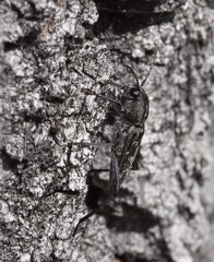 Xylotrechus rusticus