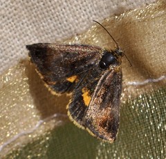 Panemeria tenebrata