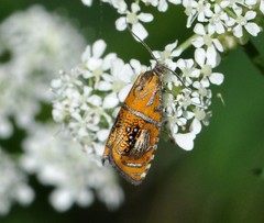 Olethreutes arcuella