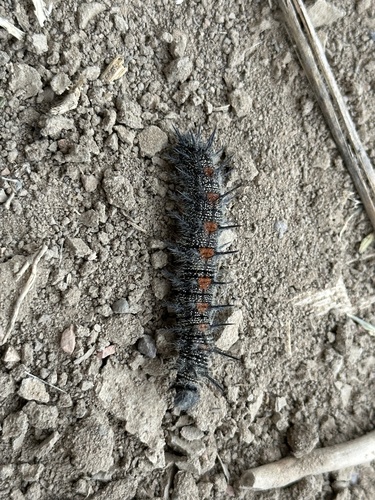 Mourning Cloak
