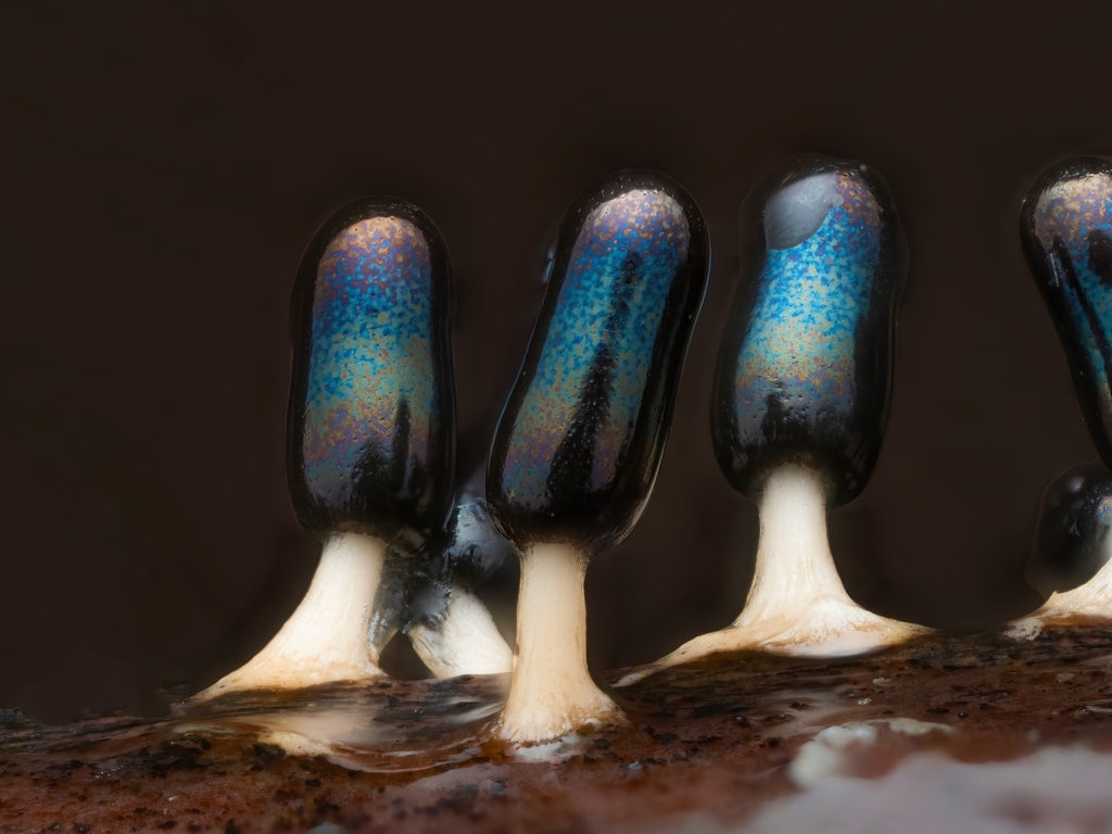 White-footed Slime