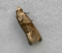 Eupoecilia acrographa