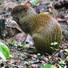 Dasyprocta variegata