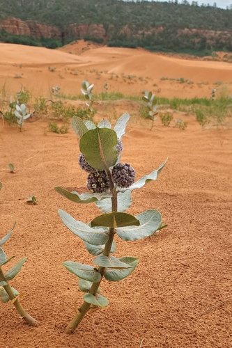 Image of Asclepias welshii by (c) Laura Gaudette, some rights reserved (CC BY)