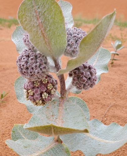 Image of Asclepias welshii by (c) Laura Gaudette, some rights reserved (CC BY)