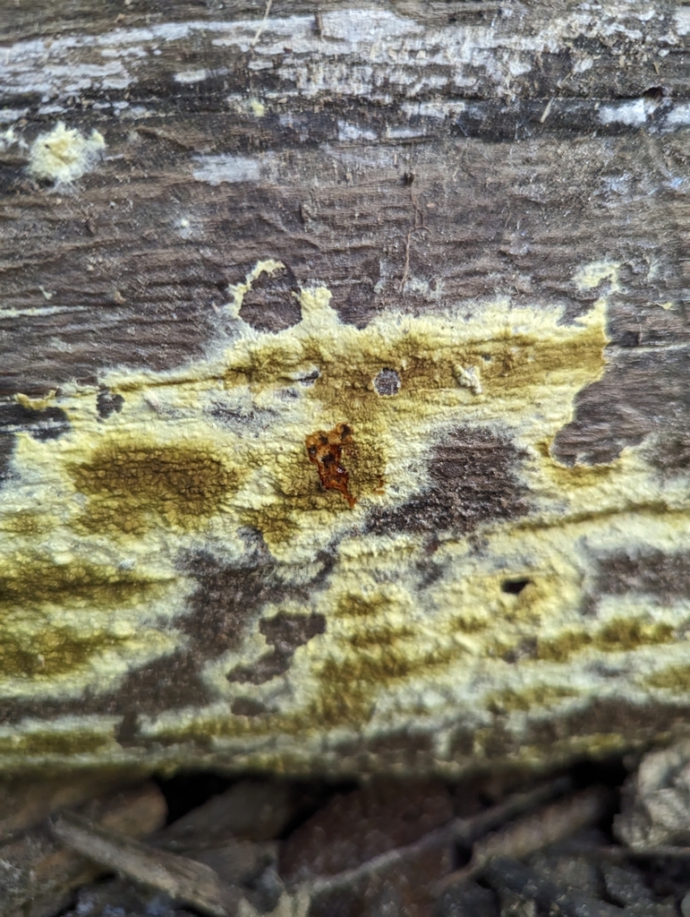 wet rot in June 2023 by Stu Pickell · iNaturalist