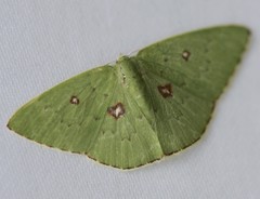 Comostola leucomerata