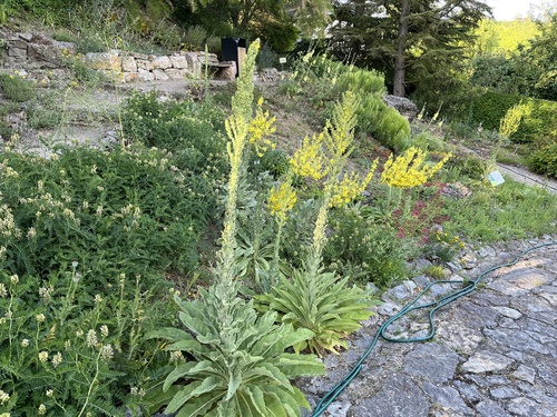 Showy mullein (Verbascum speciosum)