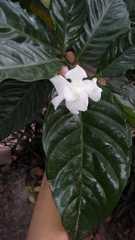 Tabernaemontana divaricata