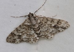 Myrioblephara desumpta