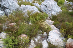 Pentameris macrocalycina