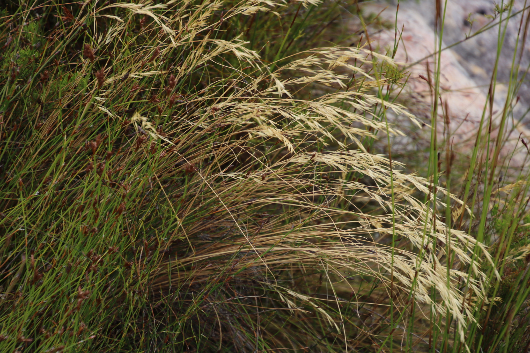 Pentameris macrocalycina