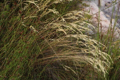 Pentameris macrocalycina