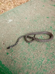 Oxyrhopus petolarius