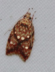 Lophopepla igniferella
