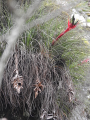Tillandsia punctulata