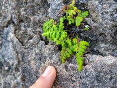 Pityrogramma chrysophylla