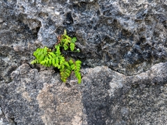 Pityrogramma chrysophylla