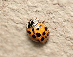 Harmonia axyridis