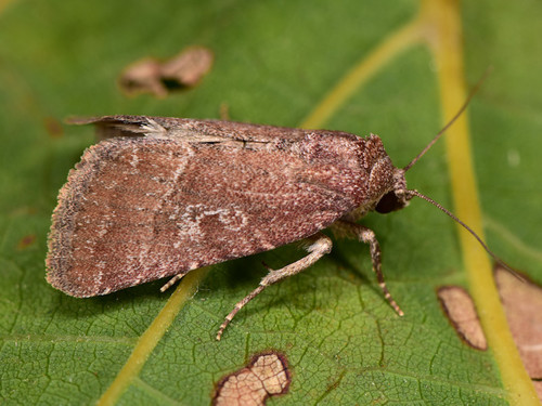Condica viscosa (Freyer, 1831)