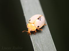 Eupalea reinhardti