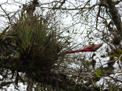 Tillandsia punctulata