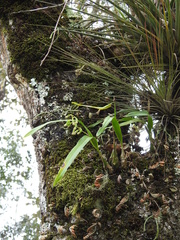Prosthechea ochracea