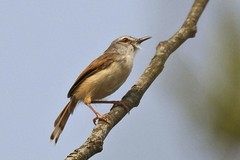 Prinia rufescens