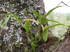 Prosthechea ochracea
