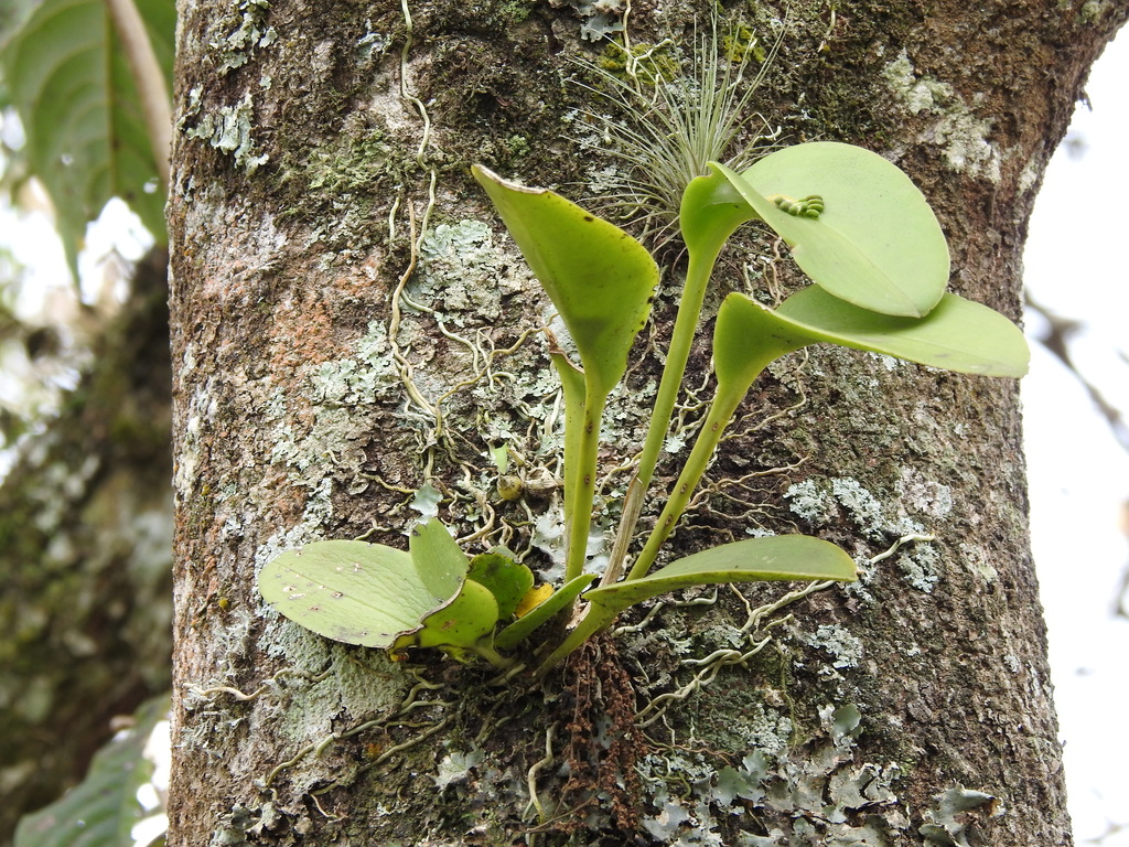 Acianthera circumplexa