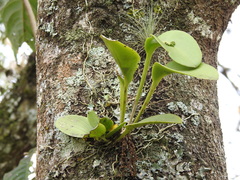 Acianthera circumplexa