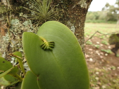 Acianthera circumplexa