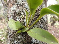 Acianthera circumplexa
