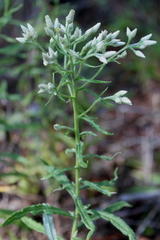 Pseudognaphalium helleri