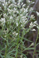 Pseudognaphalium helleri