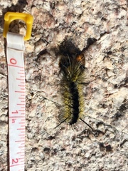 Lophocampa mixta