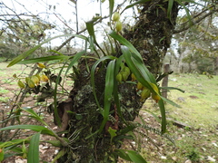 Prosthechea ochracea