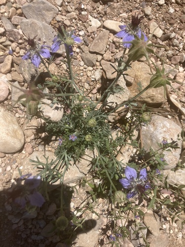Nigella papillosa, photograph 6