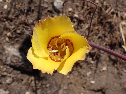 Image of Calochortus concolor by (c) Cricket Raspet, some rights reserved (CC BY)