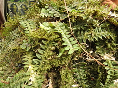 Dichaea neglecta