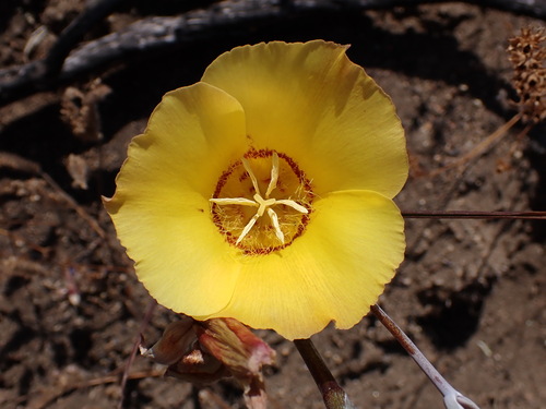 Image of Calochortus concolor by (c) Cricket Raspet, some rights reserved (CC BY)